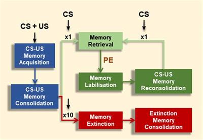 Kinase and Phosphatase Engagement Is Dissociated Between Memory Formation and Extinction